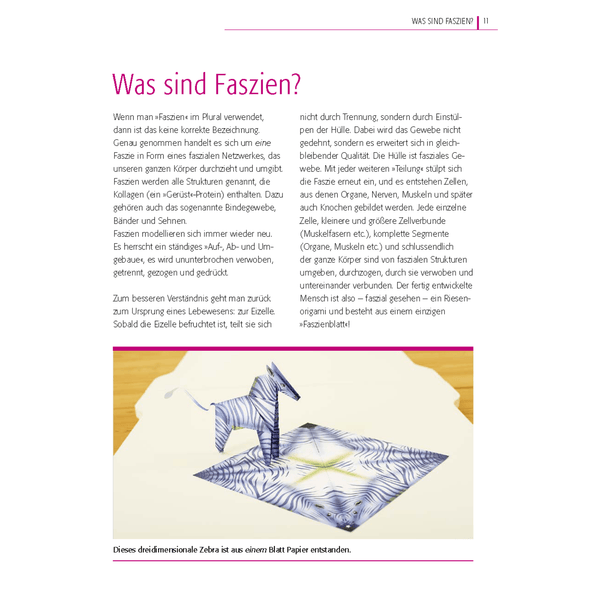 Entraînement des fascias